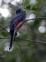 Day04 - 24 * Blue-crowned Trogan